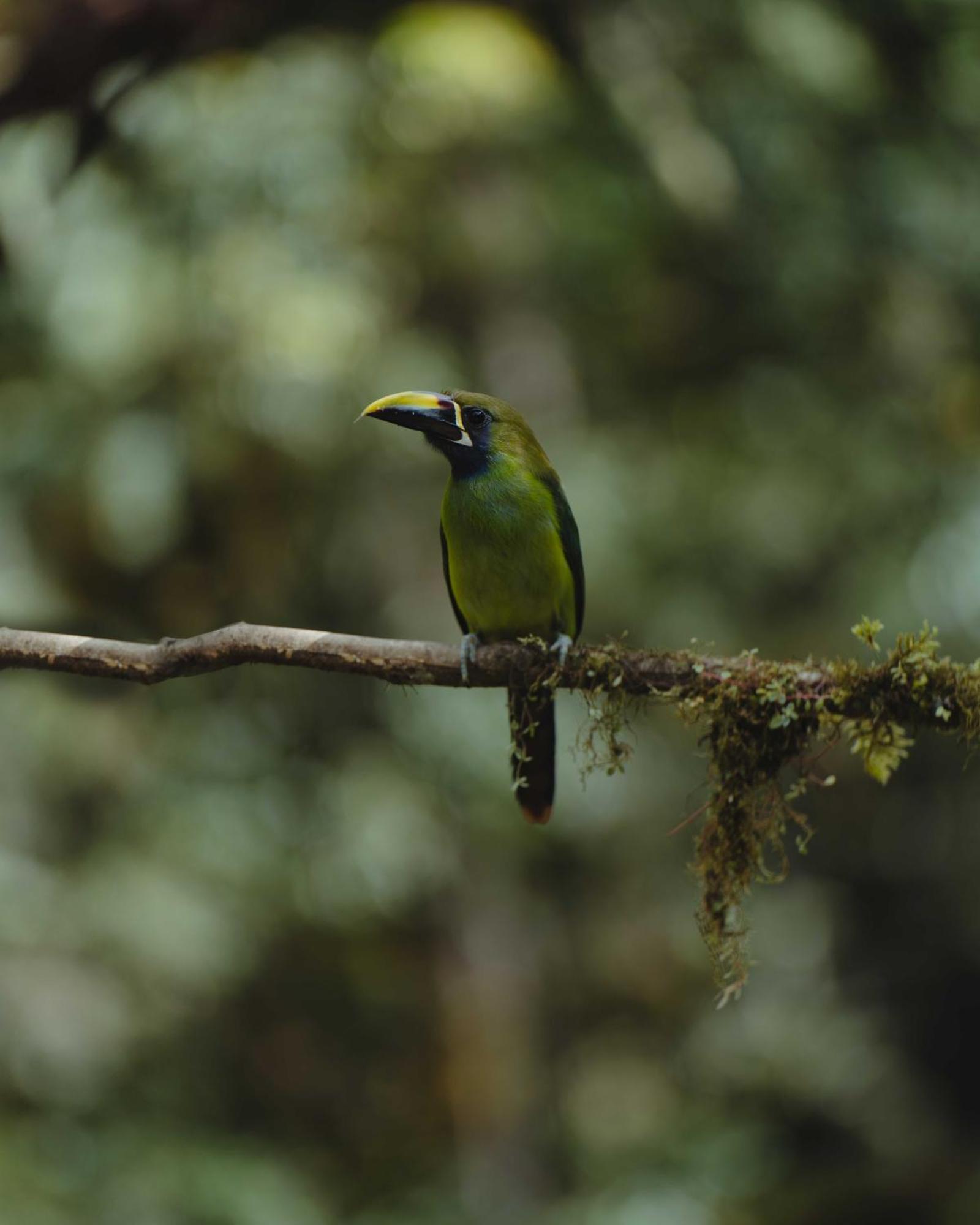Cabinas El Quetzal Сан-Херардо-де-Дота Экстерьер фото